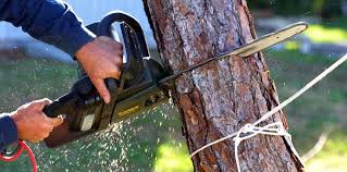 Best Tree and Shrub Care  in Menifee, CA