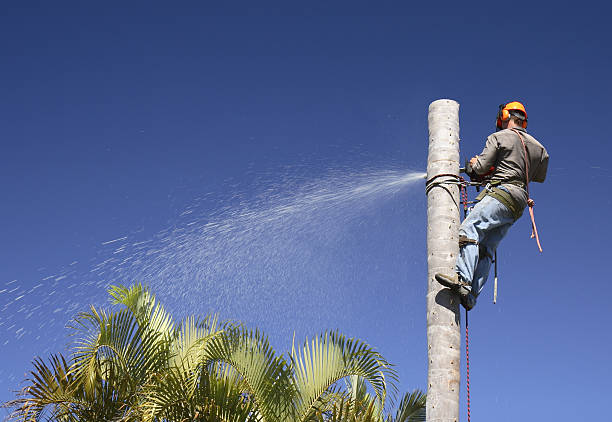 How Our Tree Care Process Works  in  Menifee, CA