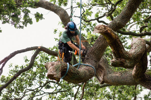 Best Tree Mulching  in Menifee, CA