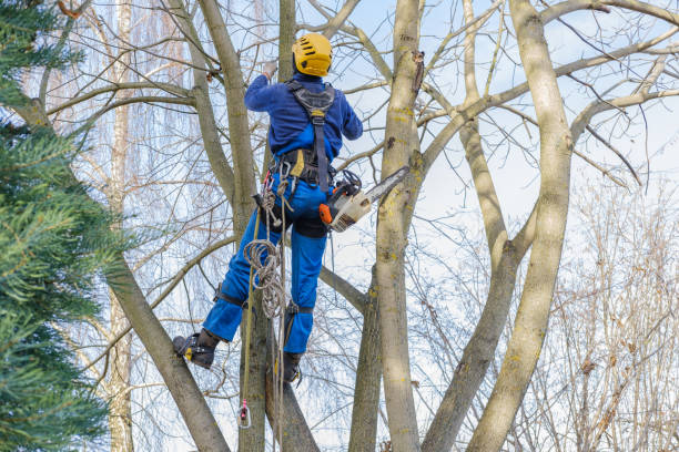 Best Tree Cabling and Bracing  in Menifee, CA