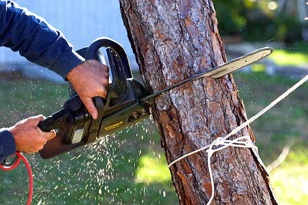 Best Tree Health Inspection  in Menifee, CA