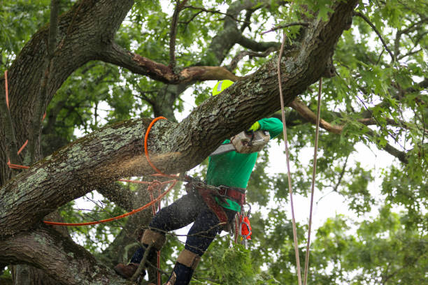 Best Arborist Consultation Services  in Menifee, CA