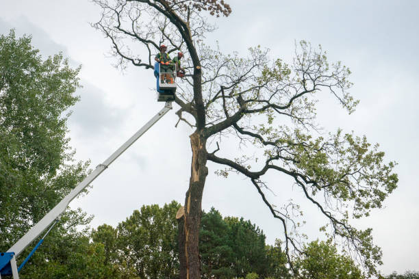 Reliable Menifee, CA Tree Services Solutions