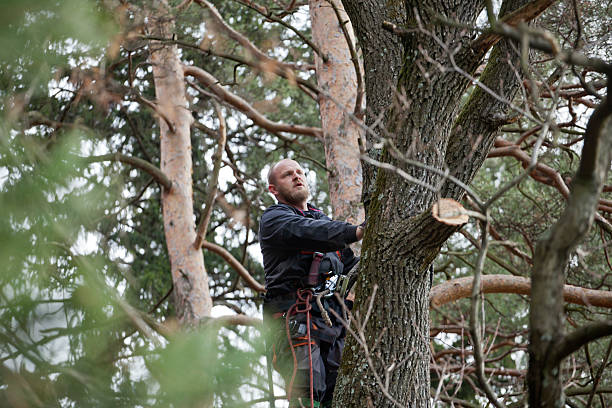 Best Storm Damage Tree Cleanup  in Menifee, CA