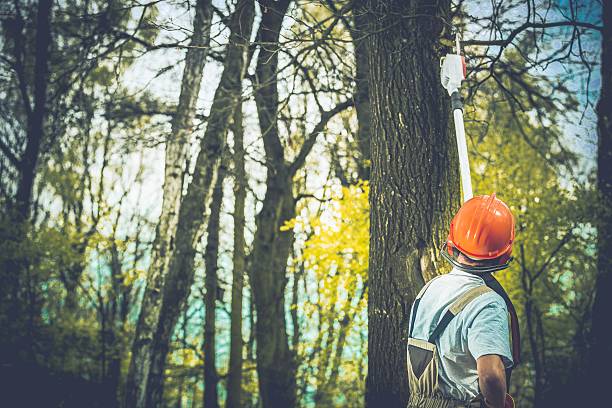 Best Tree Trimming and Pruning  in Menifee, CA