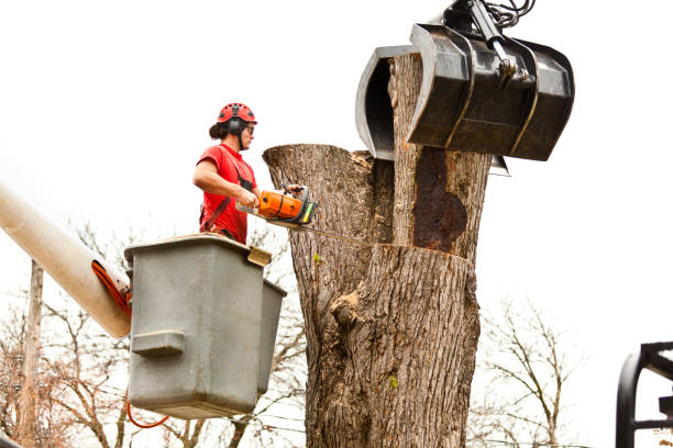 Best Hazardous Tree Removal  in Menifee, CA